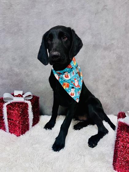 Sam, Adoptable, Puppy Male Labrador Retriever & Standard Poodle.