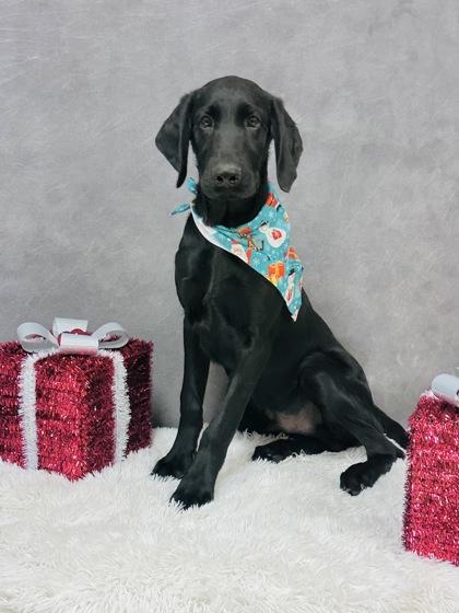 Enlarge Sam, a Adoptable mixed breed in Cedar Hill, TX image 2/3