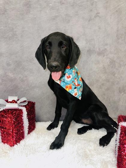 Enlarge Sam, a Adoptable mixed breed in Cedar Hill, TX image 3/3