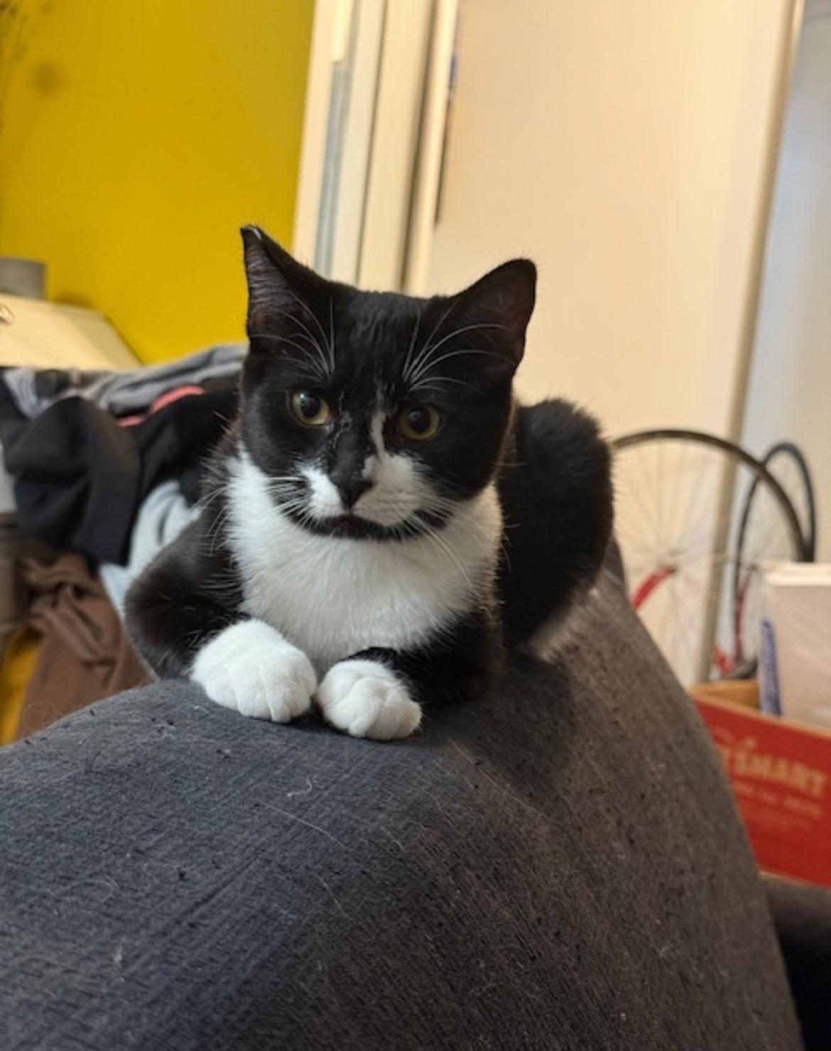 Enlarge Tuck - New Bio, a Adoptable Domestic Short Hair in Vancouver, BC image 4/5