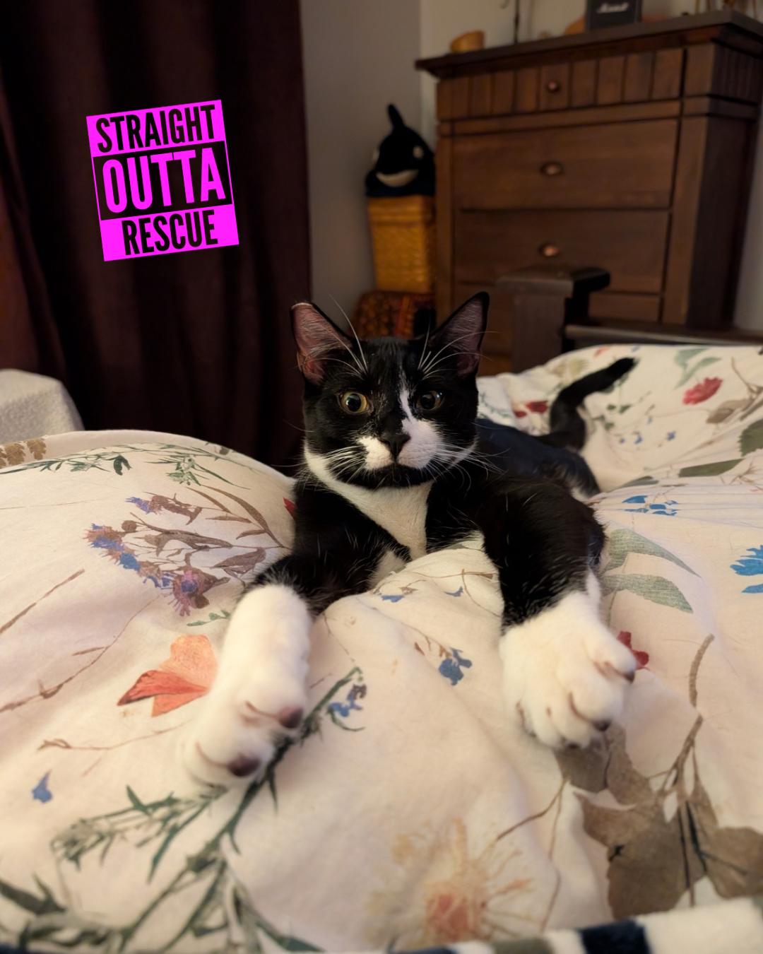 Enlarge Tuck - New Bio and pics, an adopted Domestic Short Hair in Vancouver, BC image 1/6