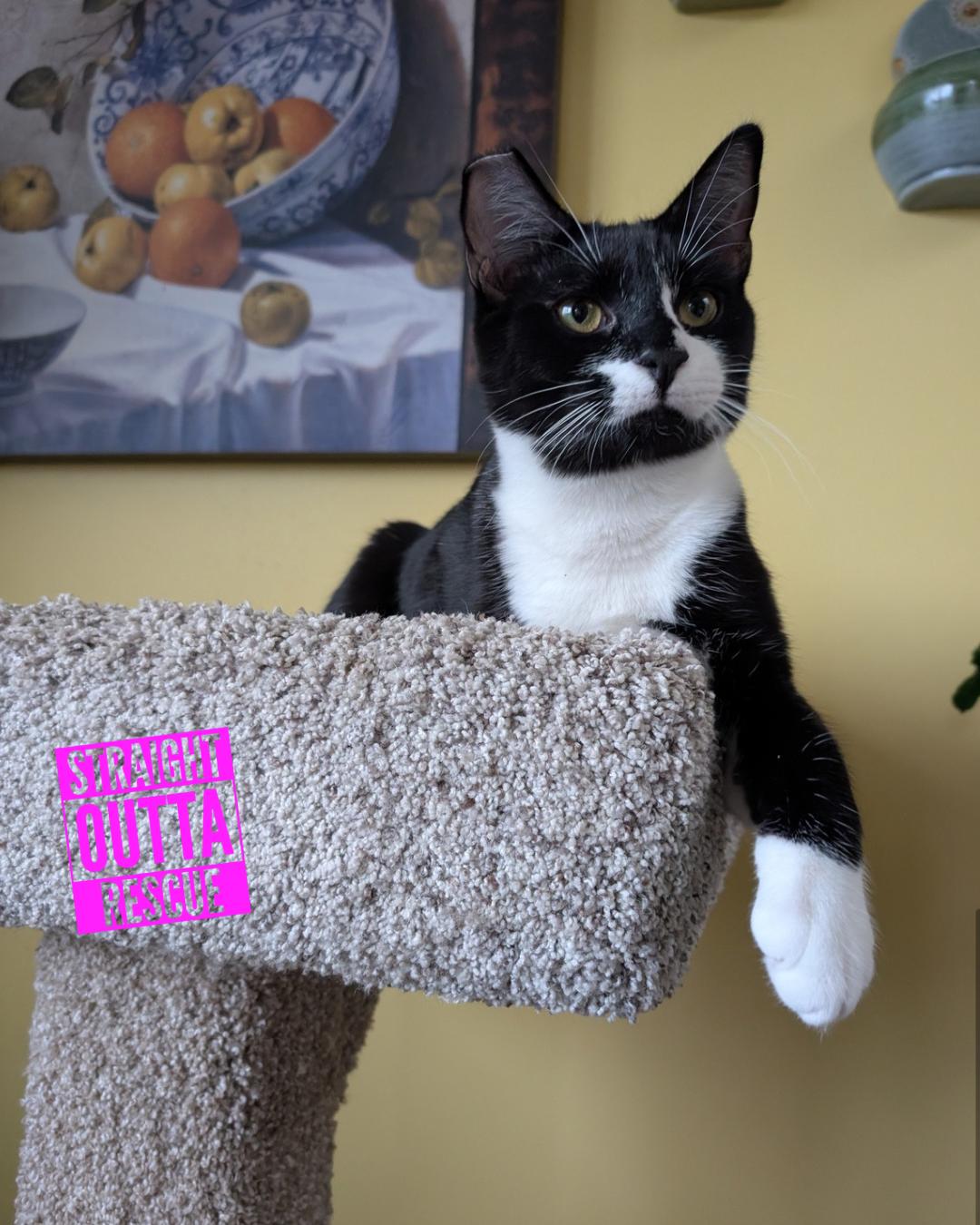 Tuck - New Bio and pics, Adoptable, Kitten Male Domestic Short Hair.