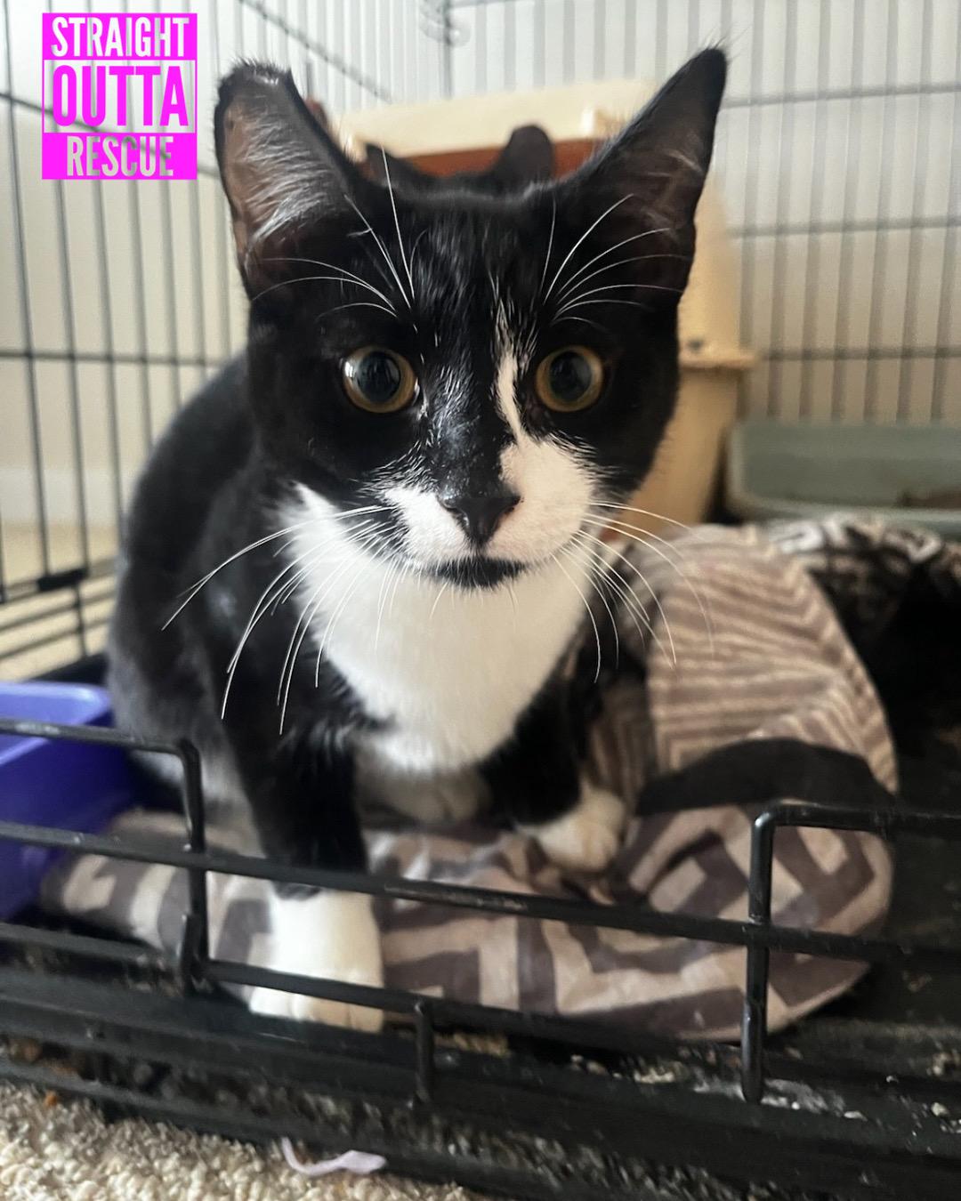 Enlarge Tuck - New Bio, a Adoptable Domestic Short Hair in Vancouver, BC image 5/5