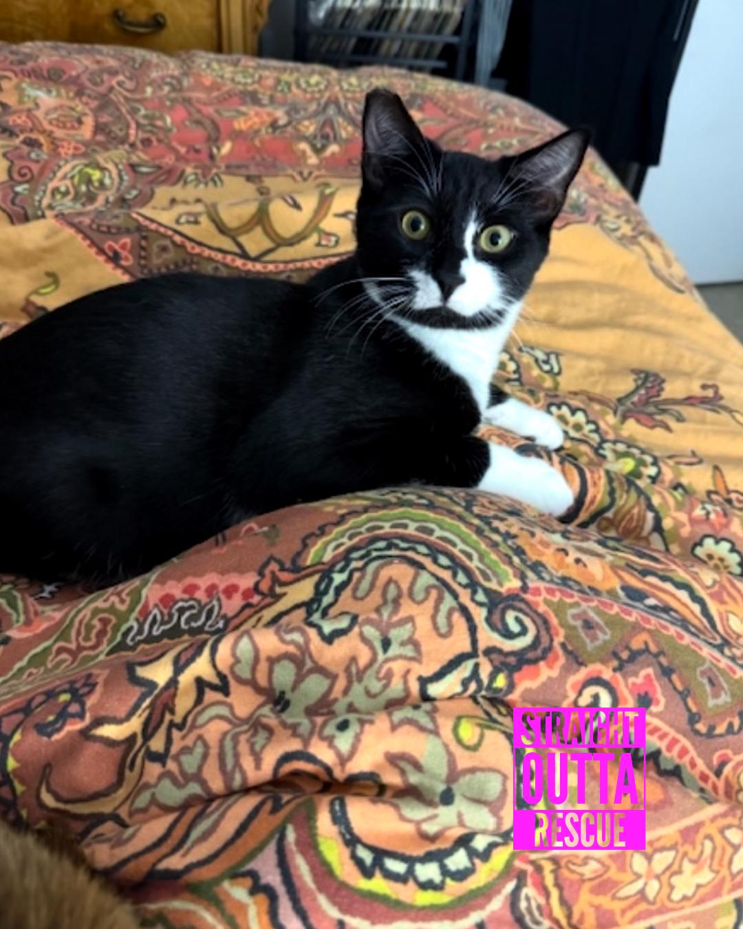 Tuck - New Bio, Adoptable, Kitten Male Domestic Short Hair.