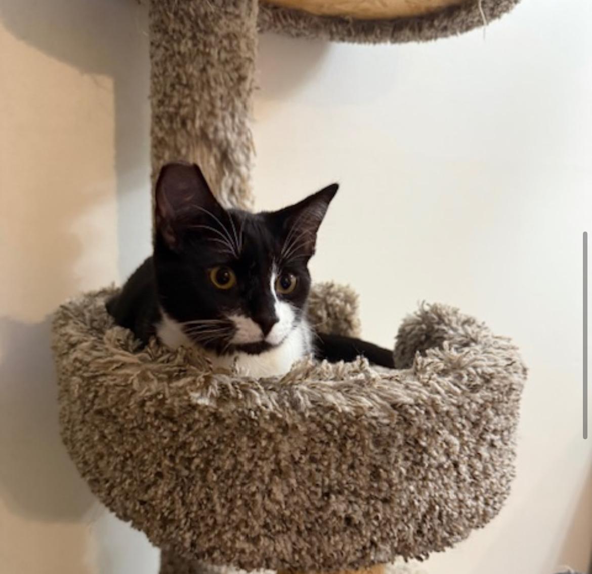 Enlarge Tuck - New Bio, a Adoptable Domestic Short Hair in Vancouver, BC image 2/5