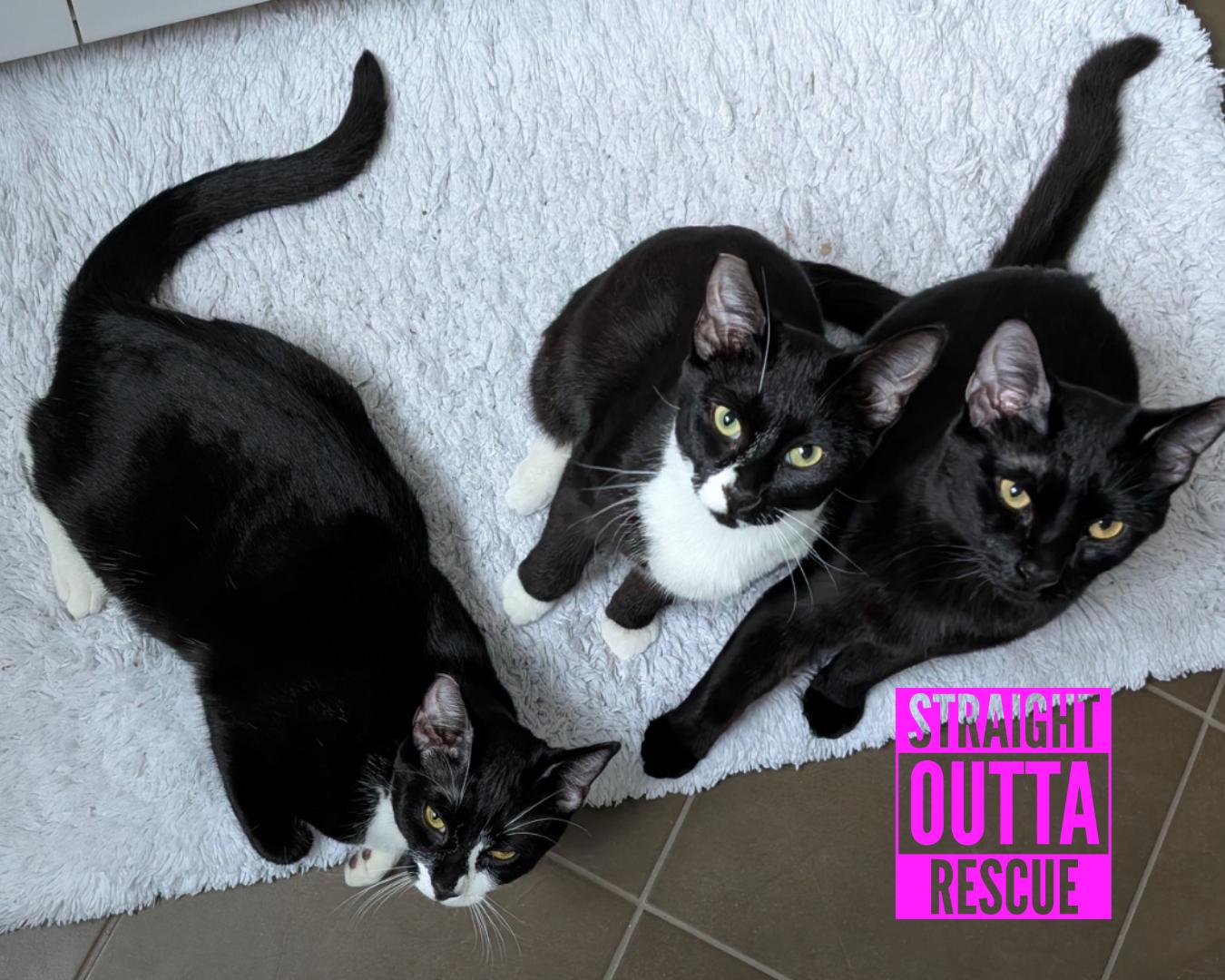 Enlarge Tuck - New Bio and pics, an adopted Domestic Short Hair in Vancouver, BC image 4/6