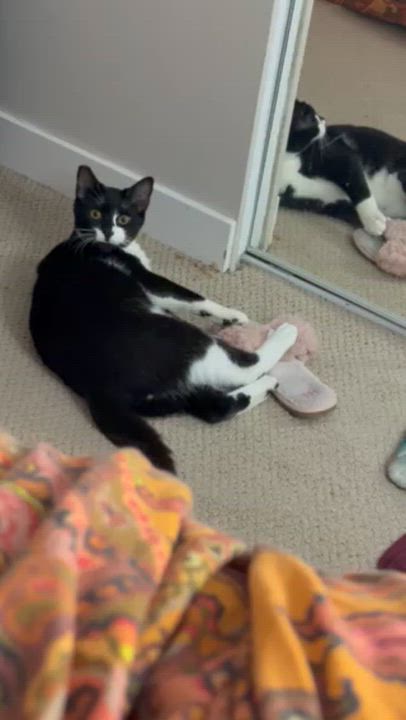 Enlarge Tuck - New Bio, a Adoptable Domestic Short Hair in Vancouver, BC video 3/5