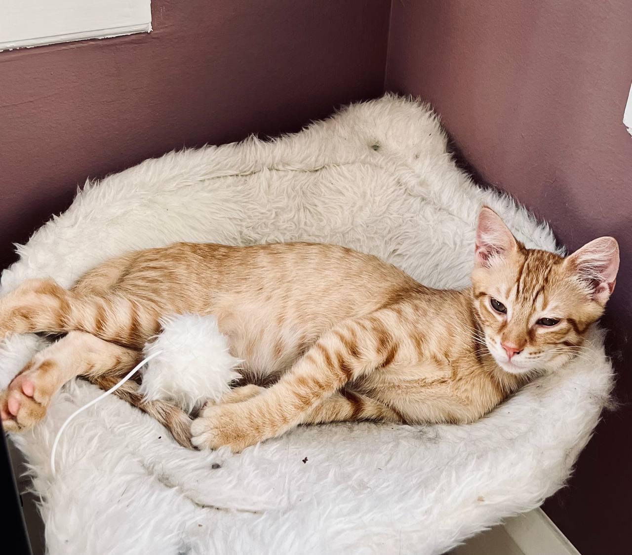 Shane, Adopted, Kitten Male Tabby.