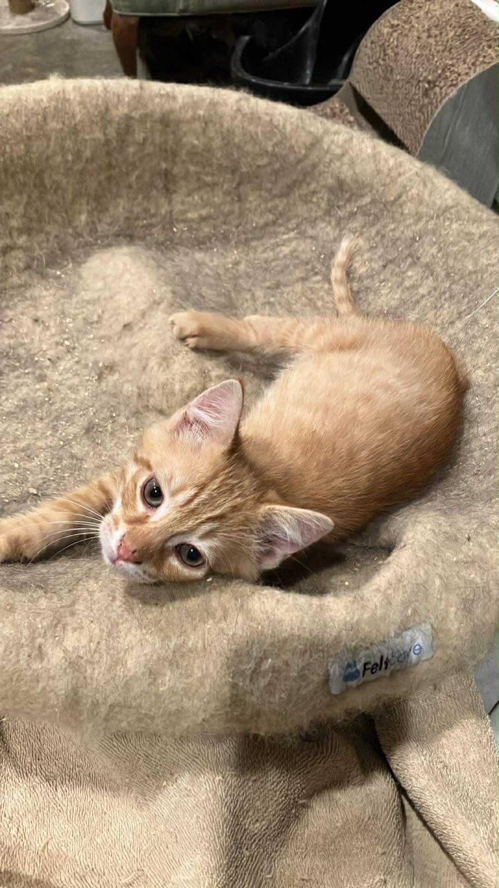 Shane, a Adopted Tabby in Hampton, VA image 2/4