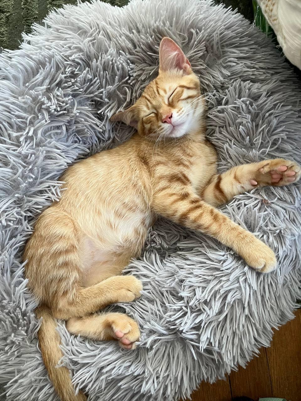 Shane, a Adopted Tabby in Hampton, VA image 3/4