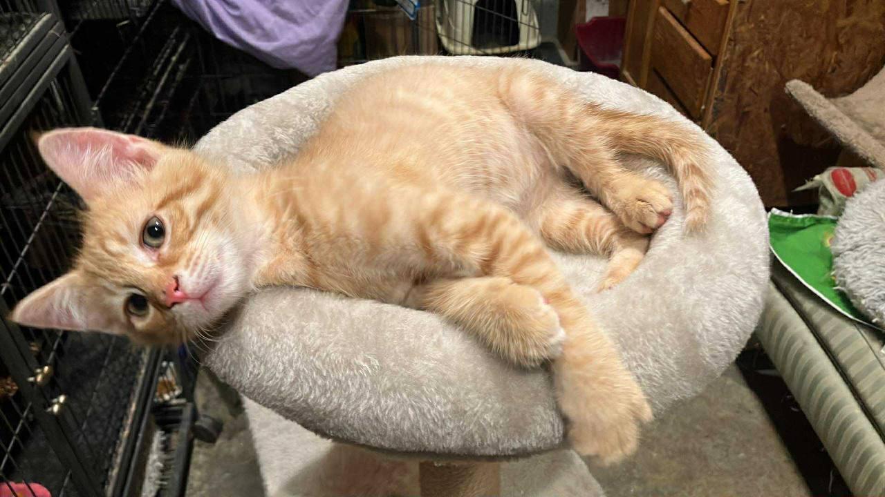 Shane, a Adopted Tabby in Hampton, VA image 4/4