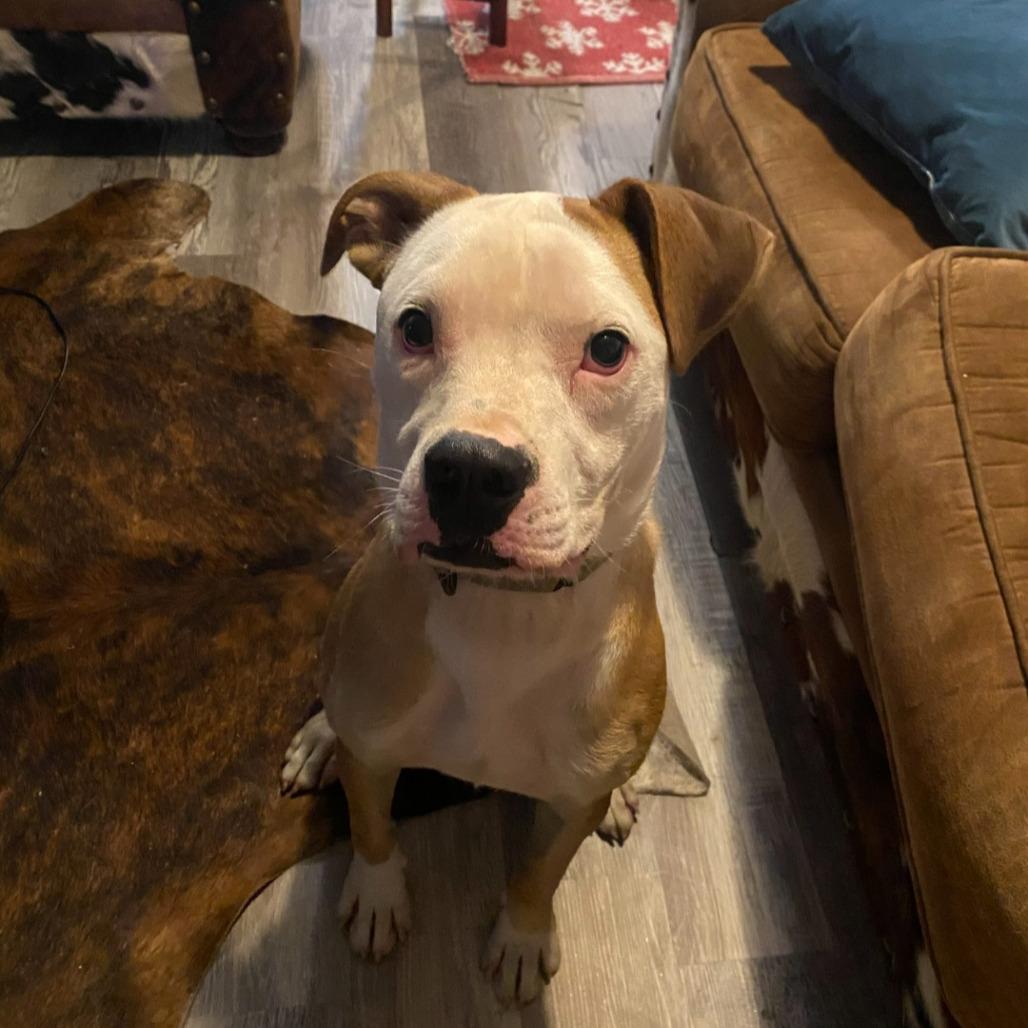 Chicken Egg Roll, Adoptable, Young Male Pit Bull Terrier.