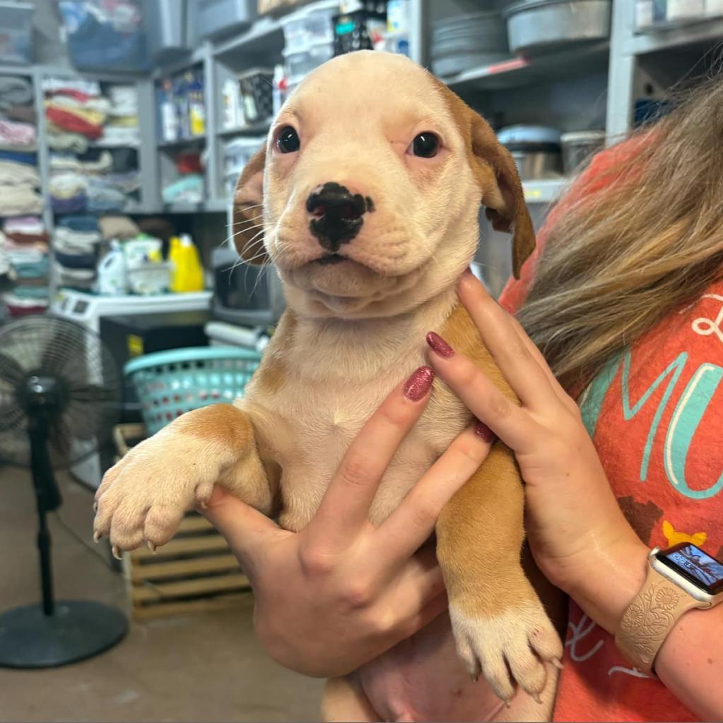 Chicken Egg Roll, Adoptable, Young Male Pit Bull Terrier.