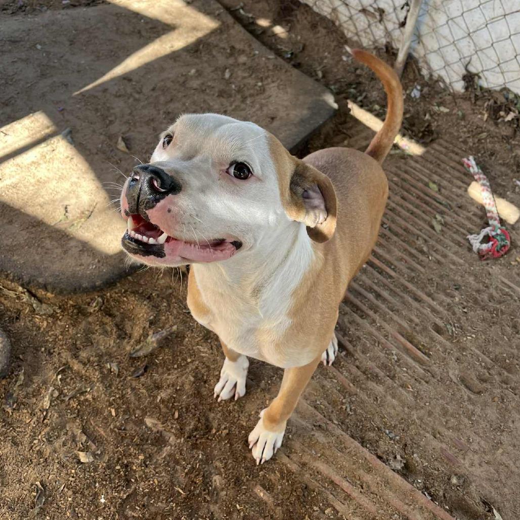 Chicken Egg Roll, a Adoptable mixed breed in Stephenville, TX image 3/6