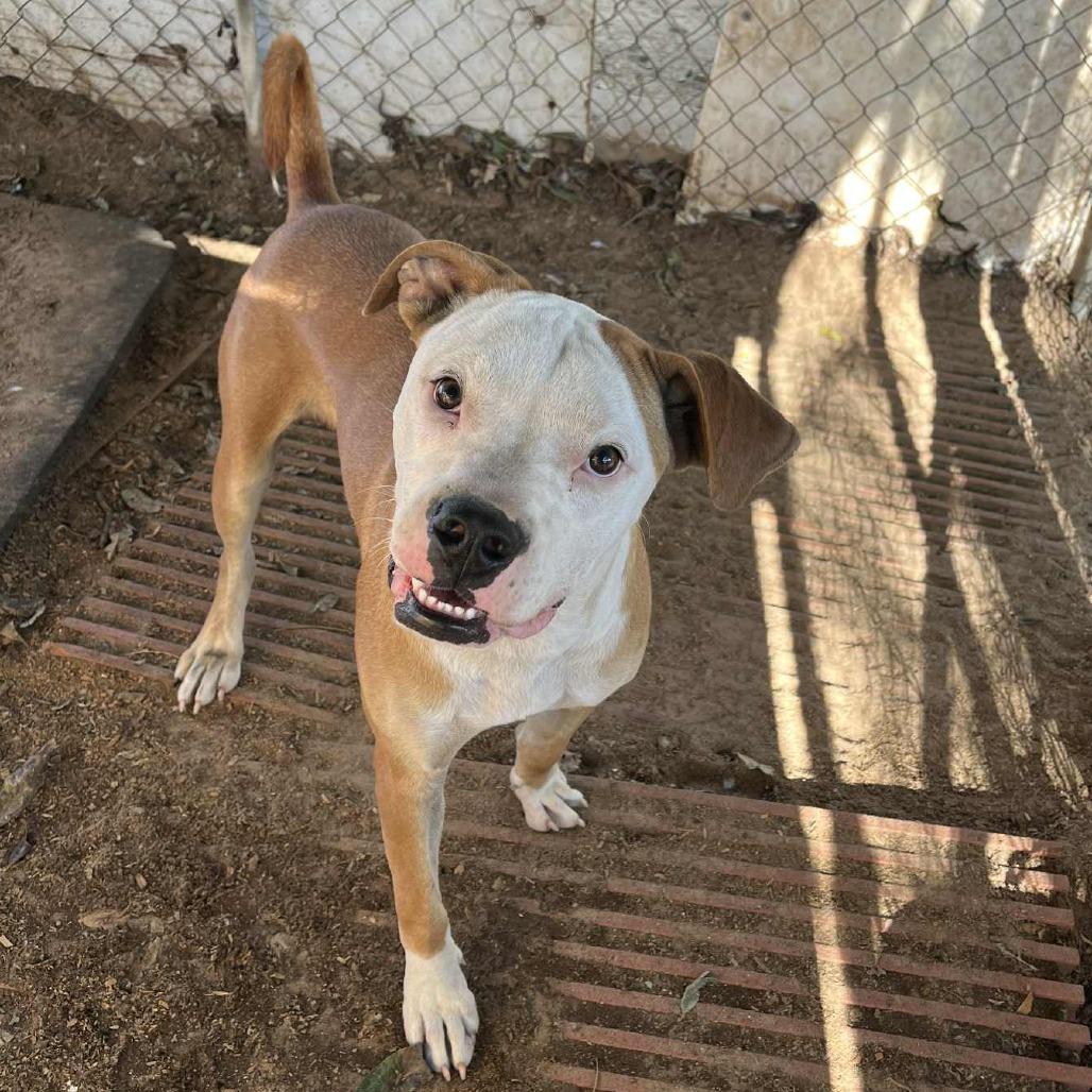 Chicken Egg Roll, a Adoptable mixed breed in Stephenville, TX image 4/6