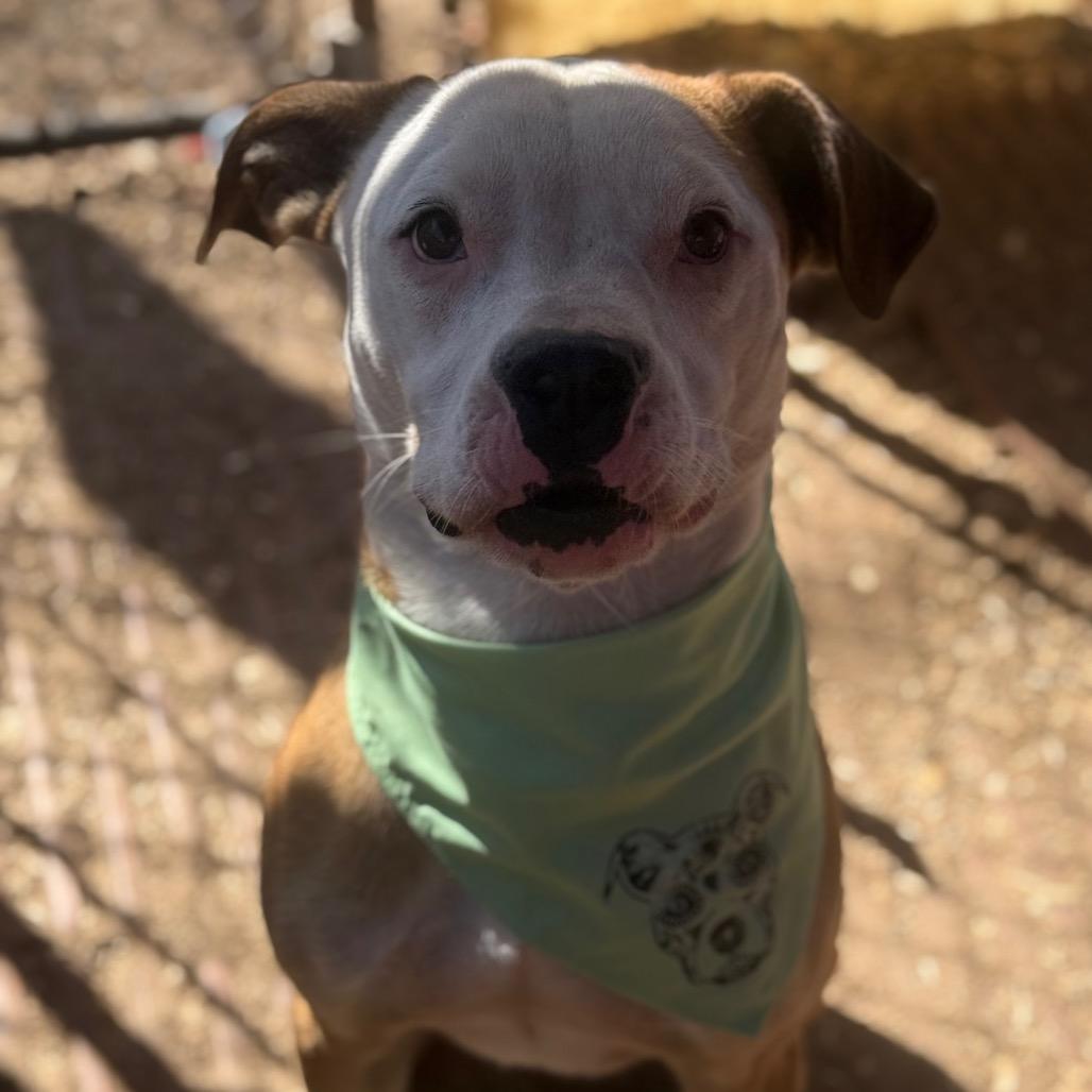 Enlarge Chicken Egg Roll, a Adoptable mixed breed in Stephenville, TX image 4/6