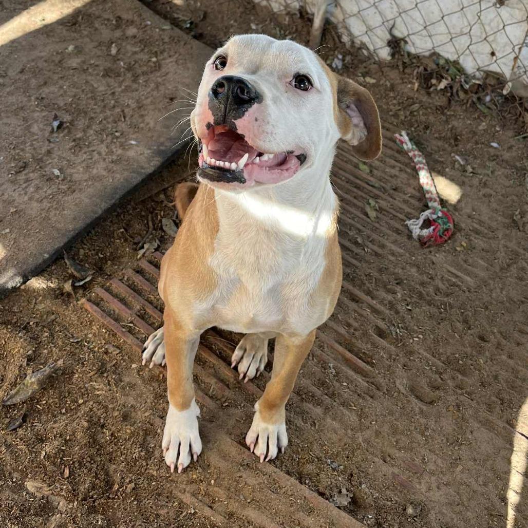 Chicken Egg Roll, a Adoptable mixed breed in Stephenville, TX image 5/6