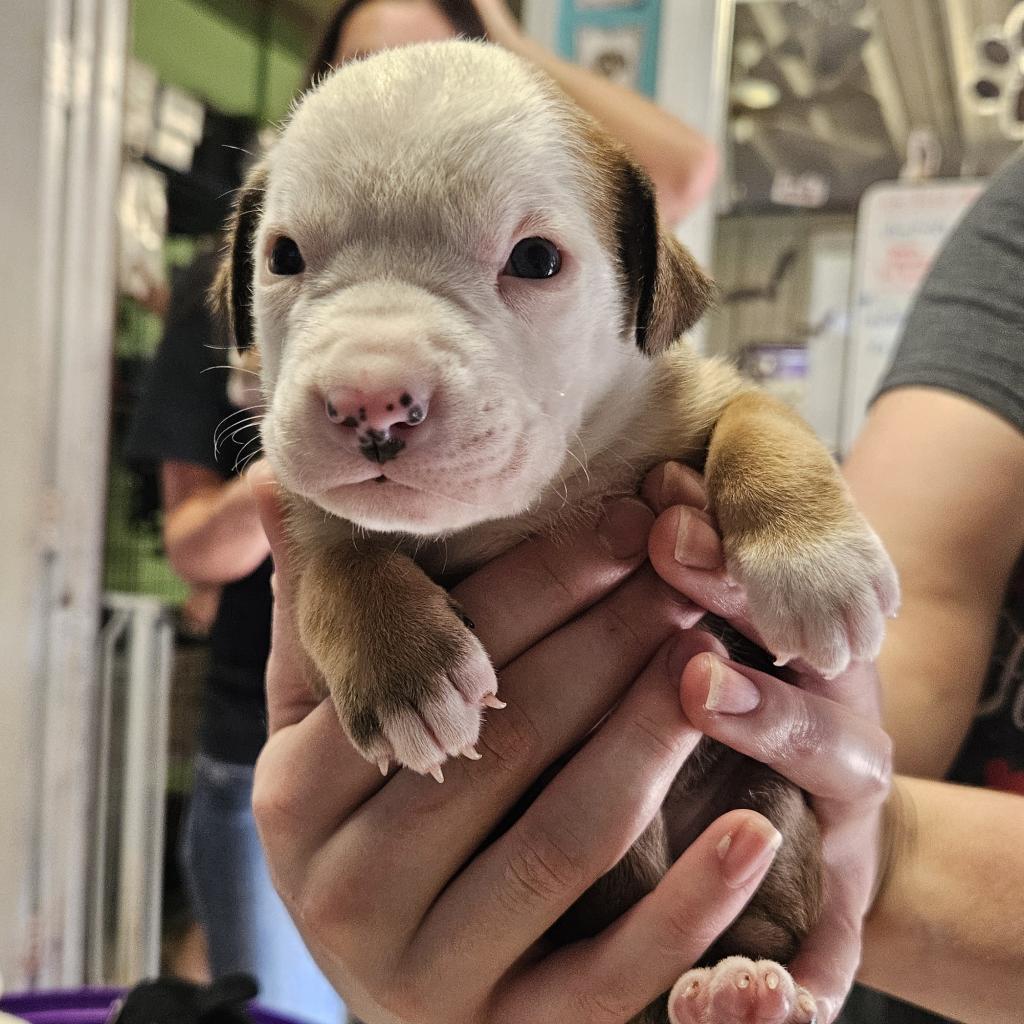 Chicken Egg Roll, a Adoptable mixed breed in Stephenville, TX image 6/6