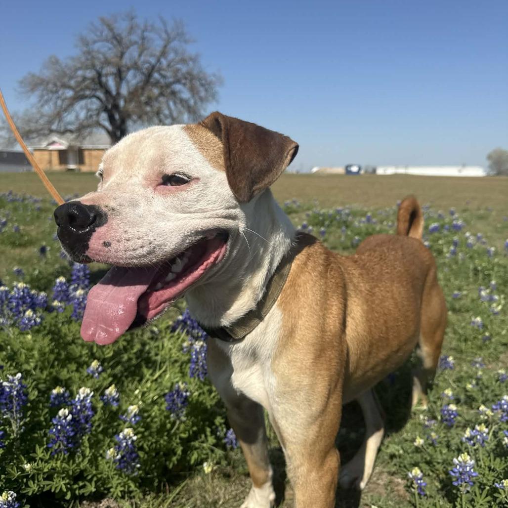 Enlarge Chicken Egg Roll, a Adoptable mixed breed in Stephenville, TX image 6/6
