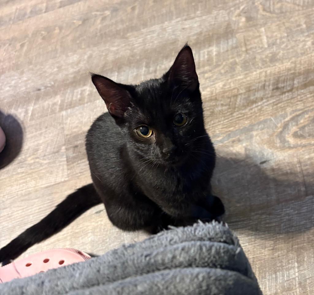 Lenora, Adoptable, Kitten Female Domestic Short Hair.