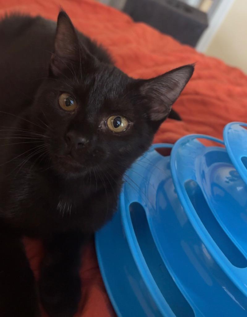 Lenora, Adoptable, Kitten Female Domestic Short Hair.