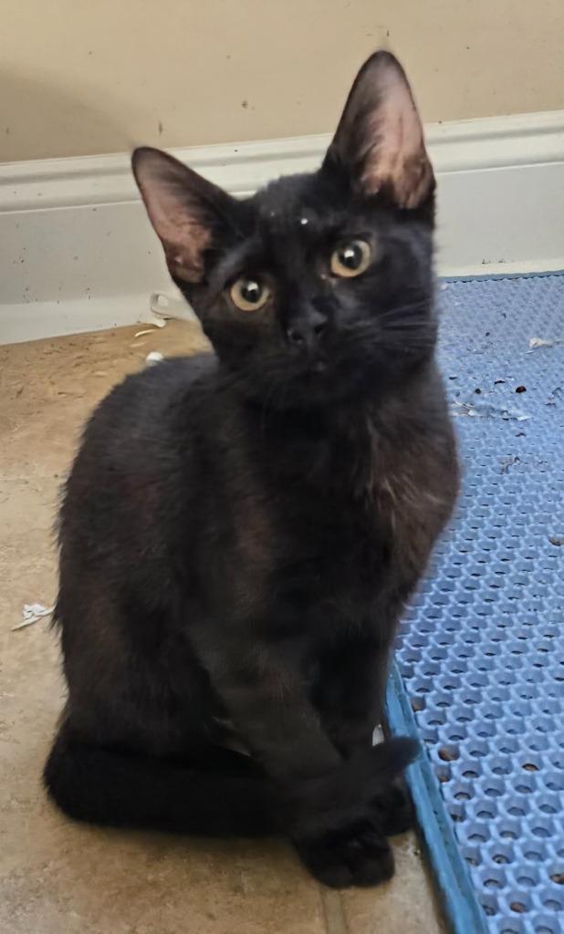 Enlarge Lenora, a Adoptable mixed breed in Evans, GA image 2/2