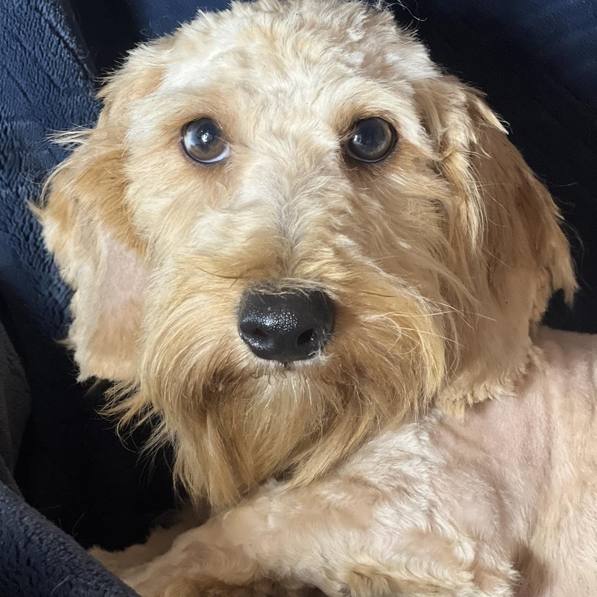 Hemmi, Young Female Dachshund