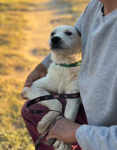 Bolt, an adoptable Labrador Retriever, White German Shepherd in Fargo, ND, 58103 | Photo Image 4