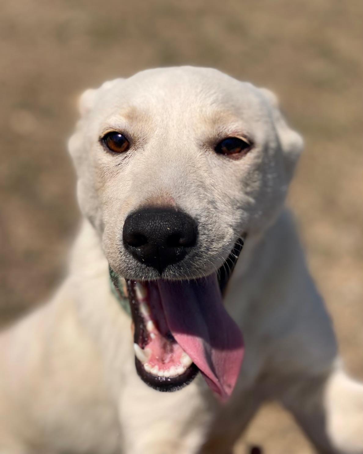 Bolt, an adoptable Labrador Retriever, White German Shepherd in Fargo, ND, 58103 | Photo Image 2