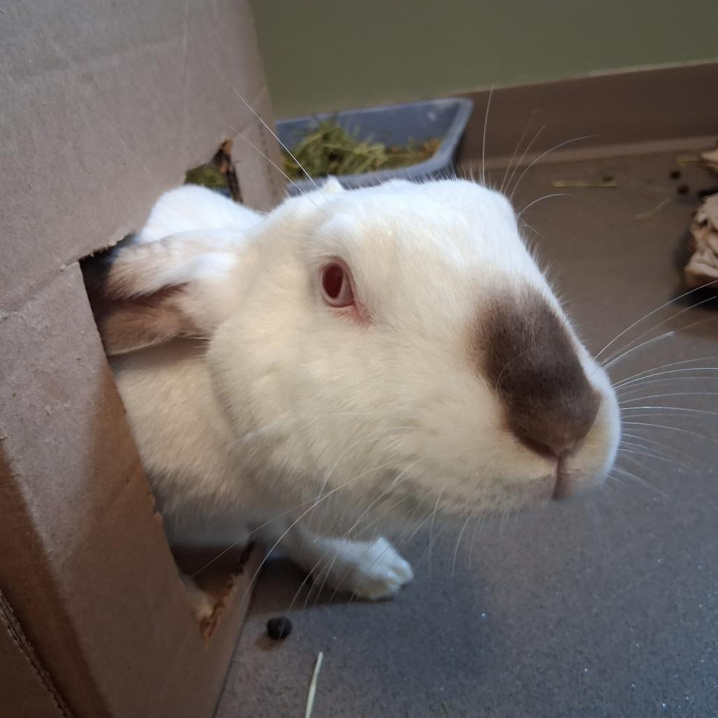 Smudge, Adoptable, Young Female Californian & Bunny Rabbit.