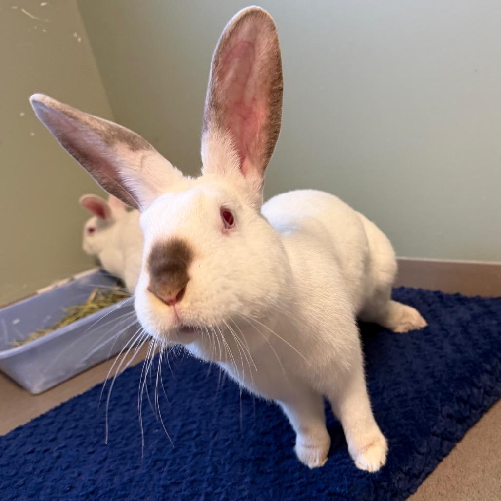 Smudge, Adoptable, Young Female Californian & Bunny Rabbit.