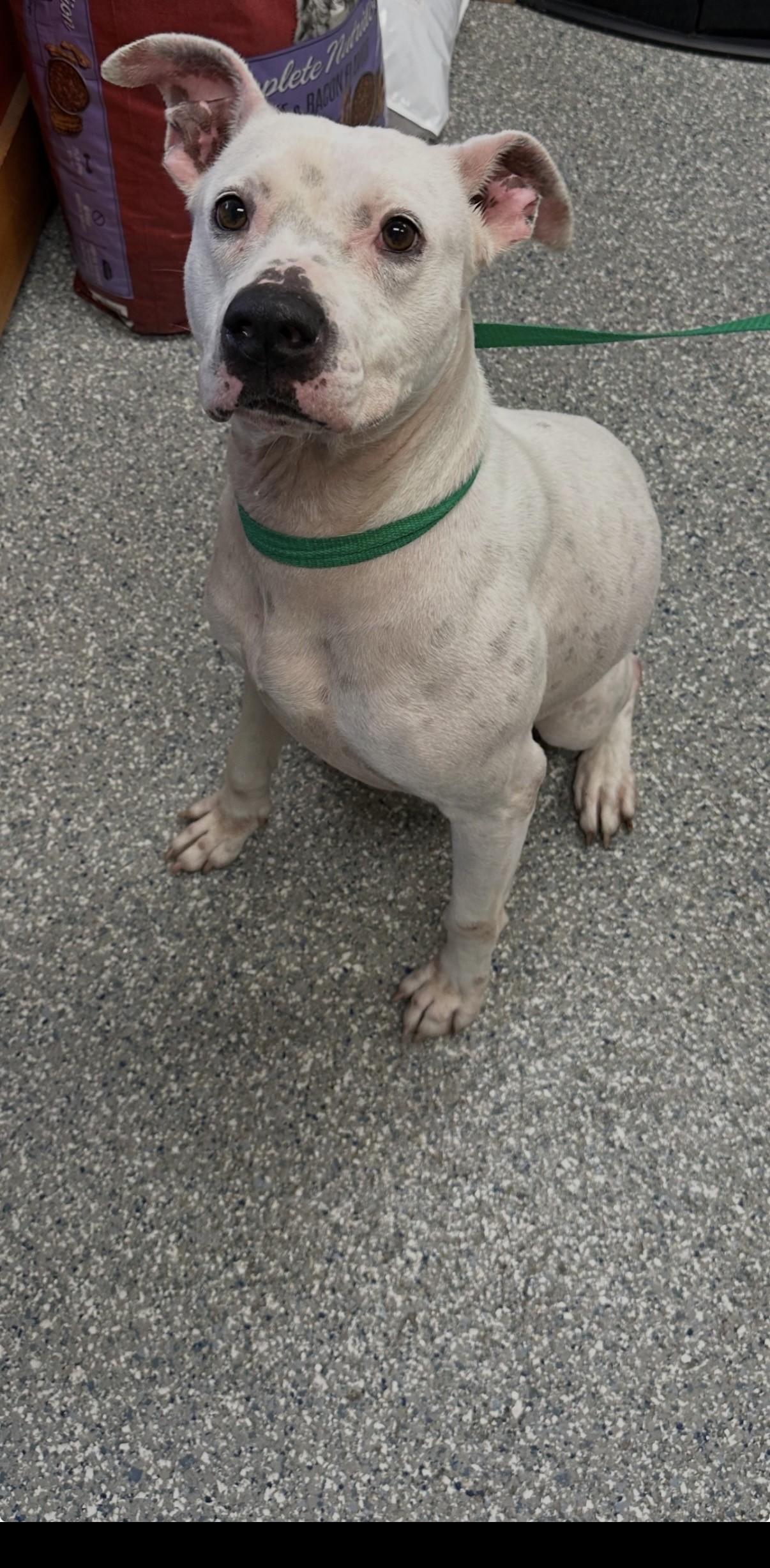 Mama, ADOPTABLE, Adult Female Pit Bull Terrier.