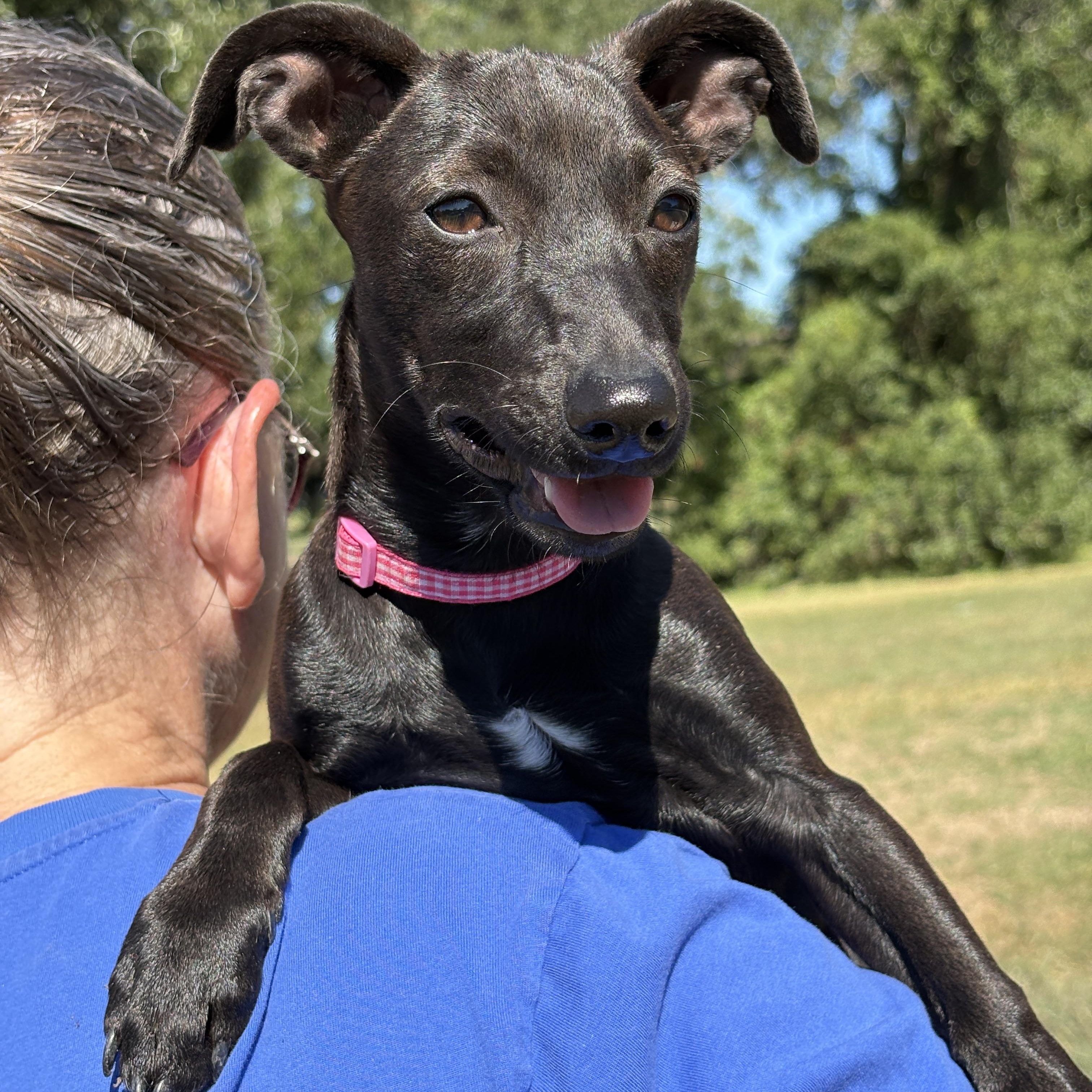 GYPSY-, Adoptable, Young Female Chihuahua & Whippet.