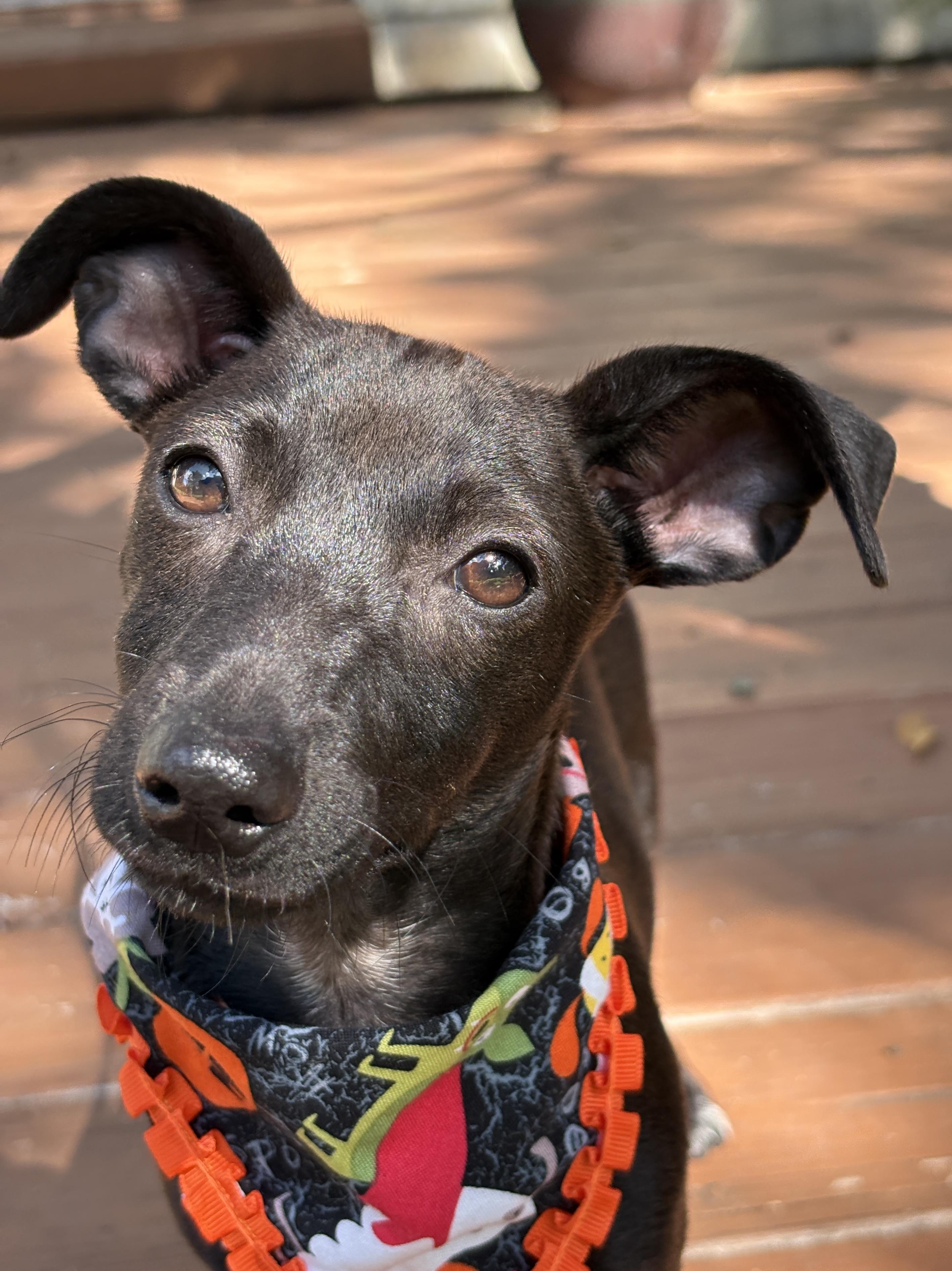 Enlarge GYPSY-, a Adoptable mixed breed in Brattleboro, VT image 4/6
