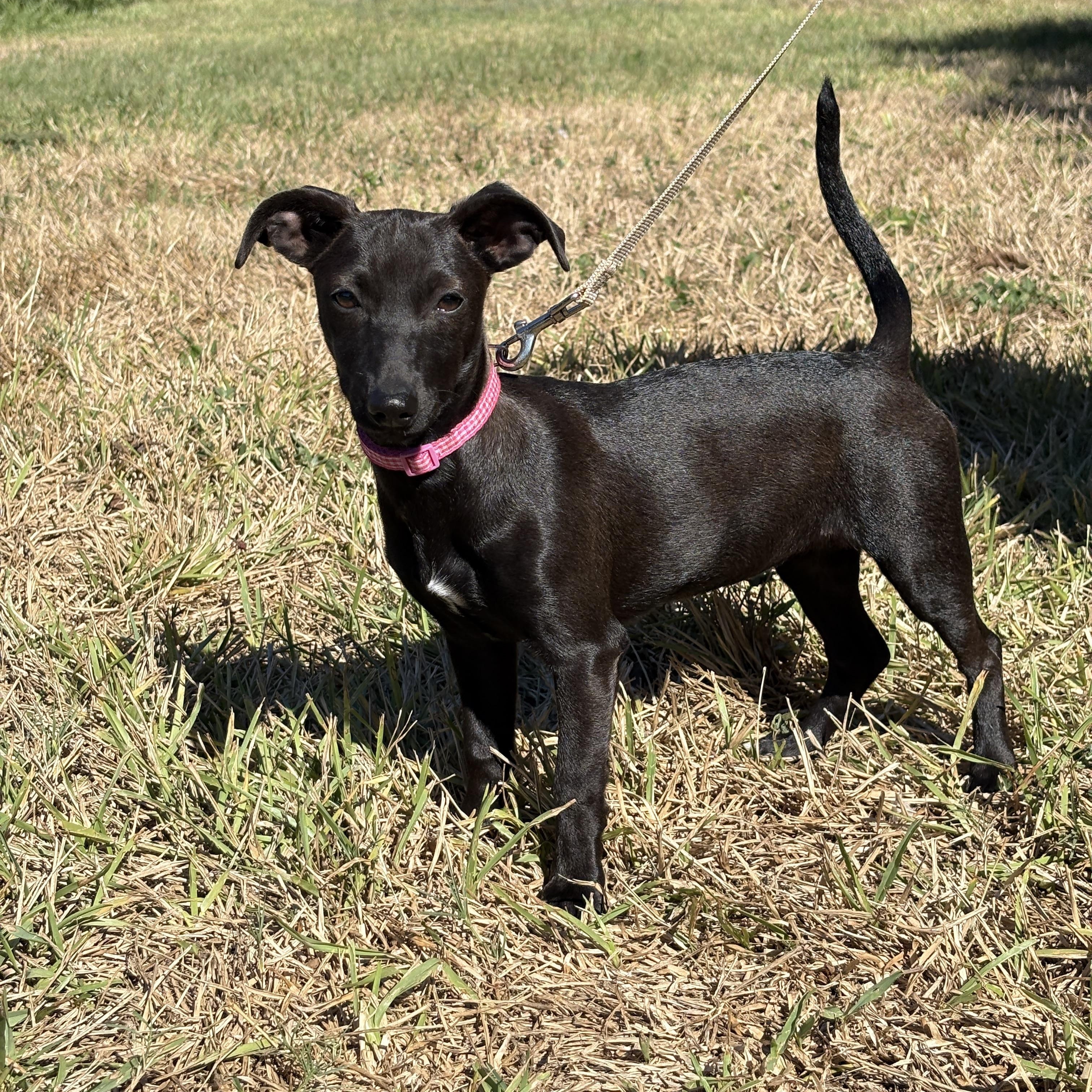 Enlarge GYPSY-, a Adoptable mixed breed in Brattleboro, VT image 2/6