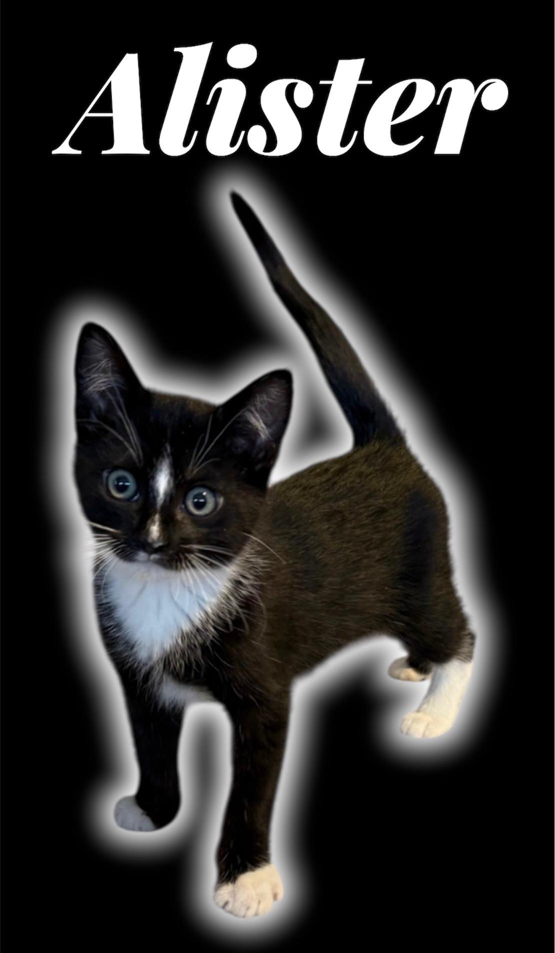 Allister, ADOPTABLE, Kitten Male Domestic Short Hair.