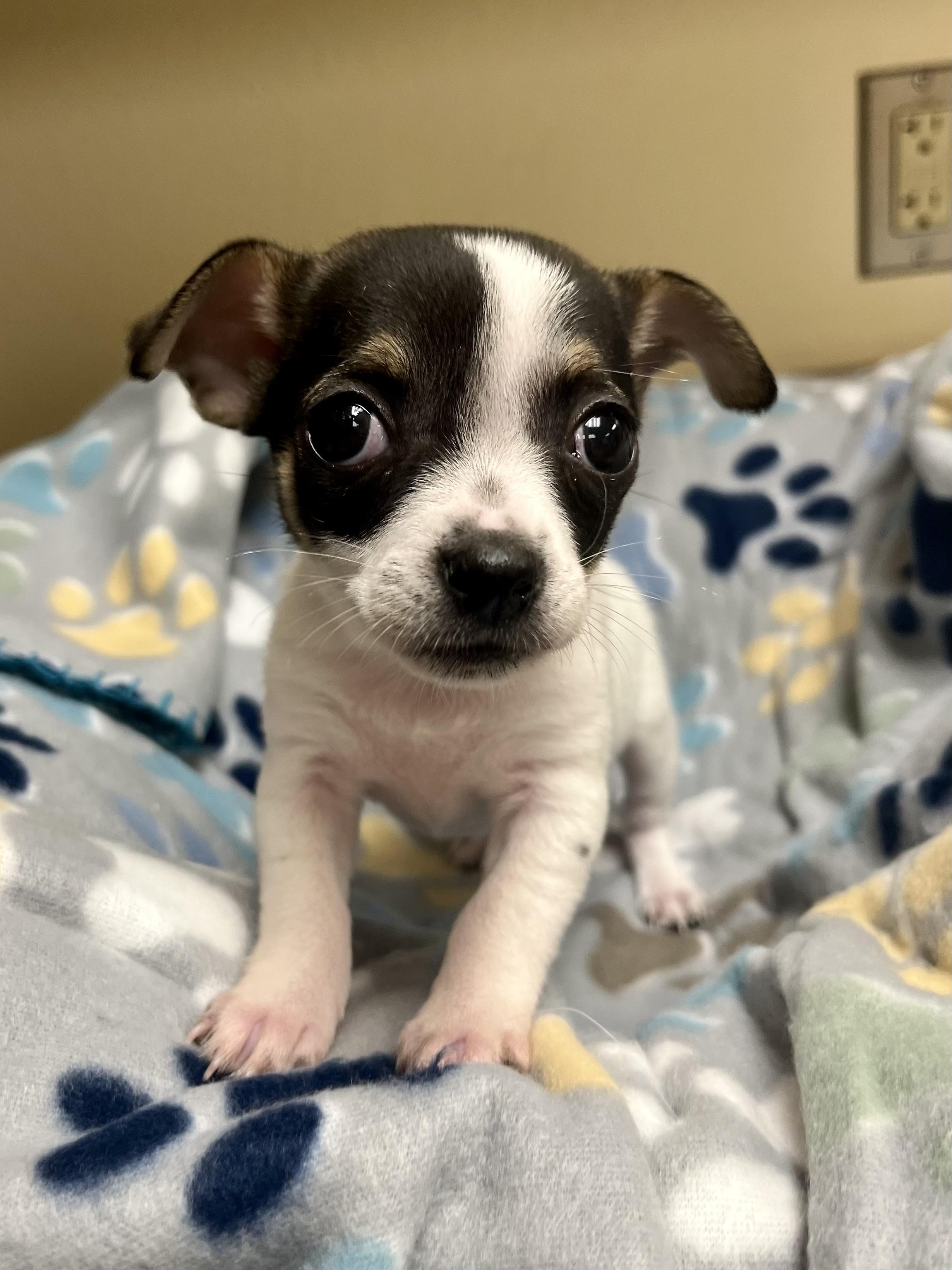 Betsy Paws