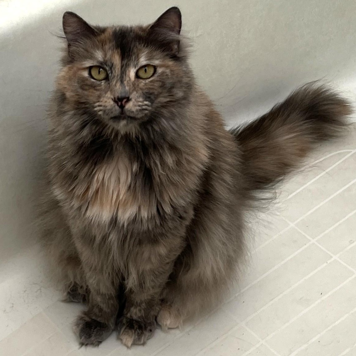 Enlarge Madison, a Adoptable Dilute Tortoiseshell in Shingletown, CA image 1/6