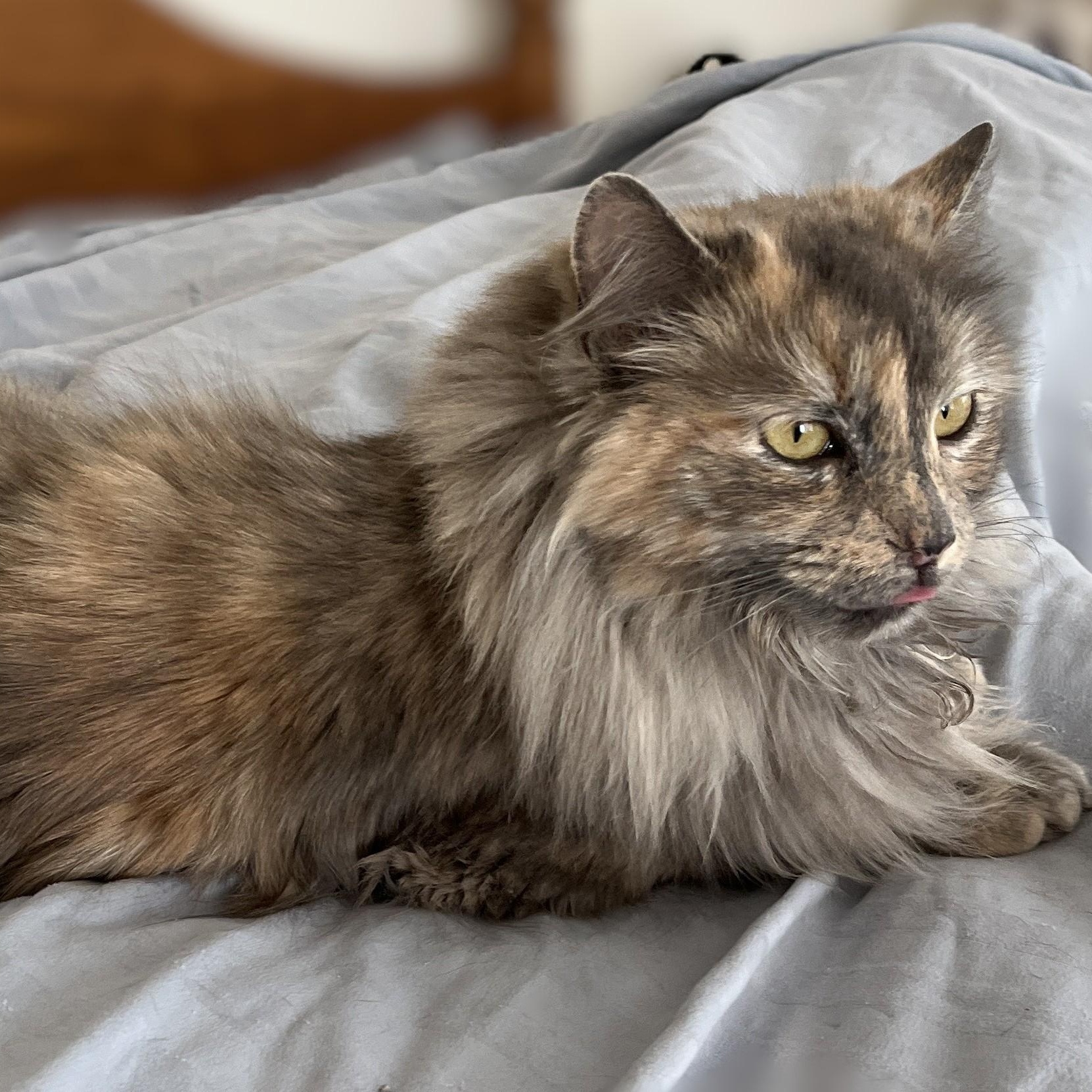 Enlarge Madison, a Adoptable Dilute Tortoiseshell in Shingletown, CA image 3/6