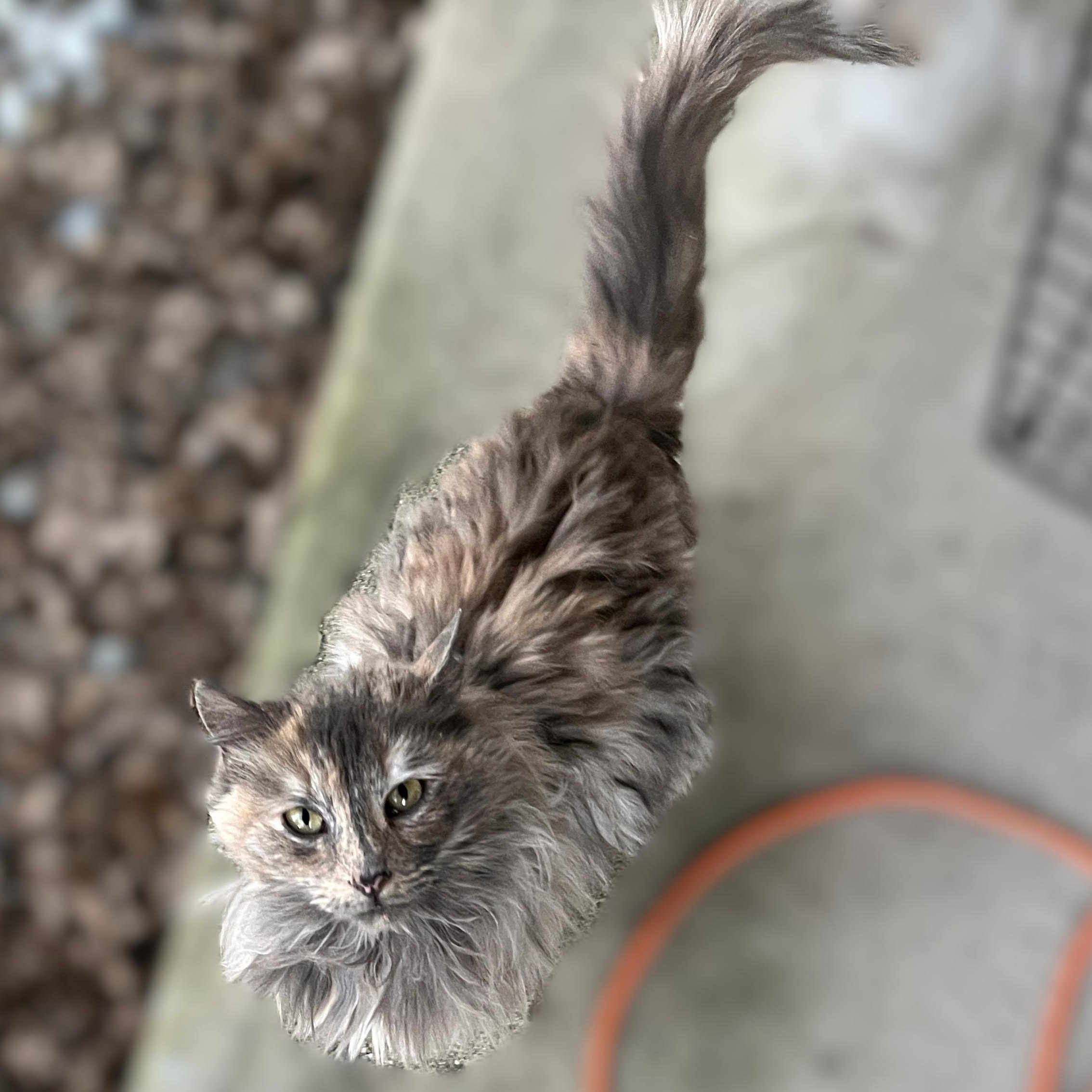Enlarge Madison, a Adoptable Dilute Tortoiseshell in Shingletown, CA image 4/6