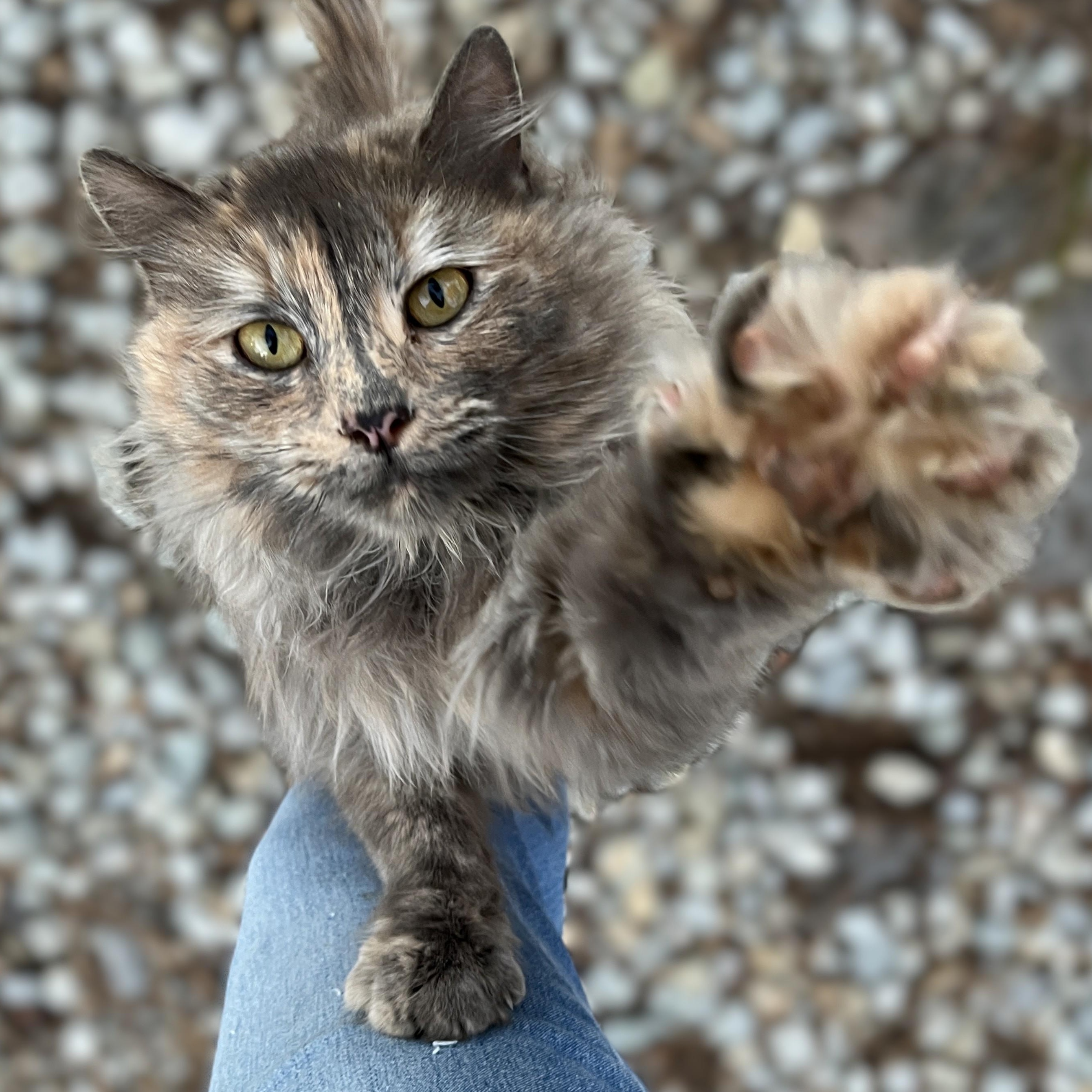 Enlarge Madison, a Adoptable Dilute Tortoiseshell in Shingletown, CA image 1/6