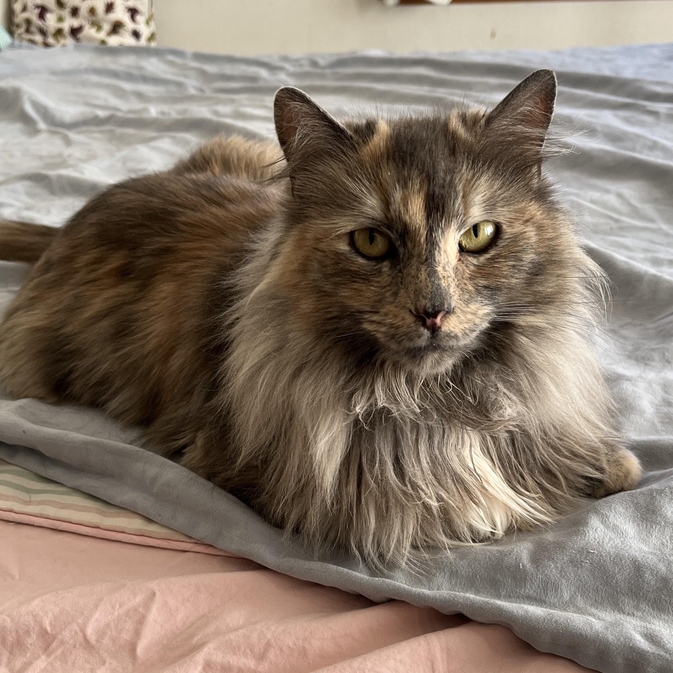 Enlarge Madison, a Adoptable Dilute Tortoiseshell in Shingletown, CA image 6/6