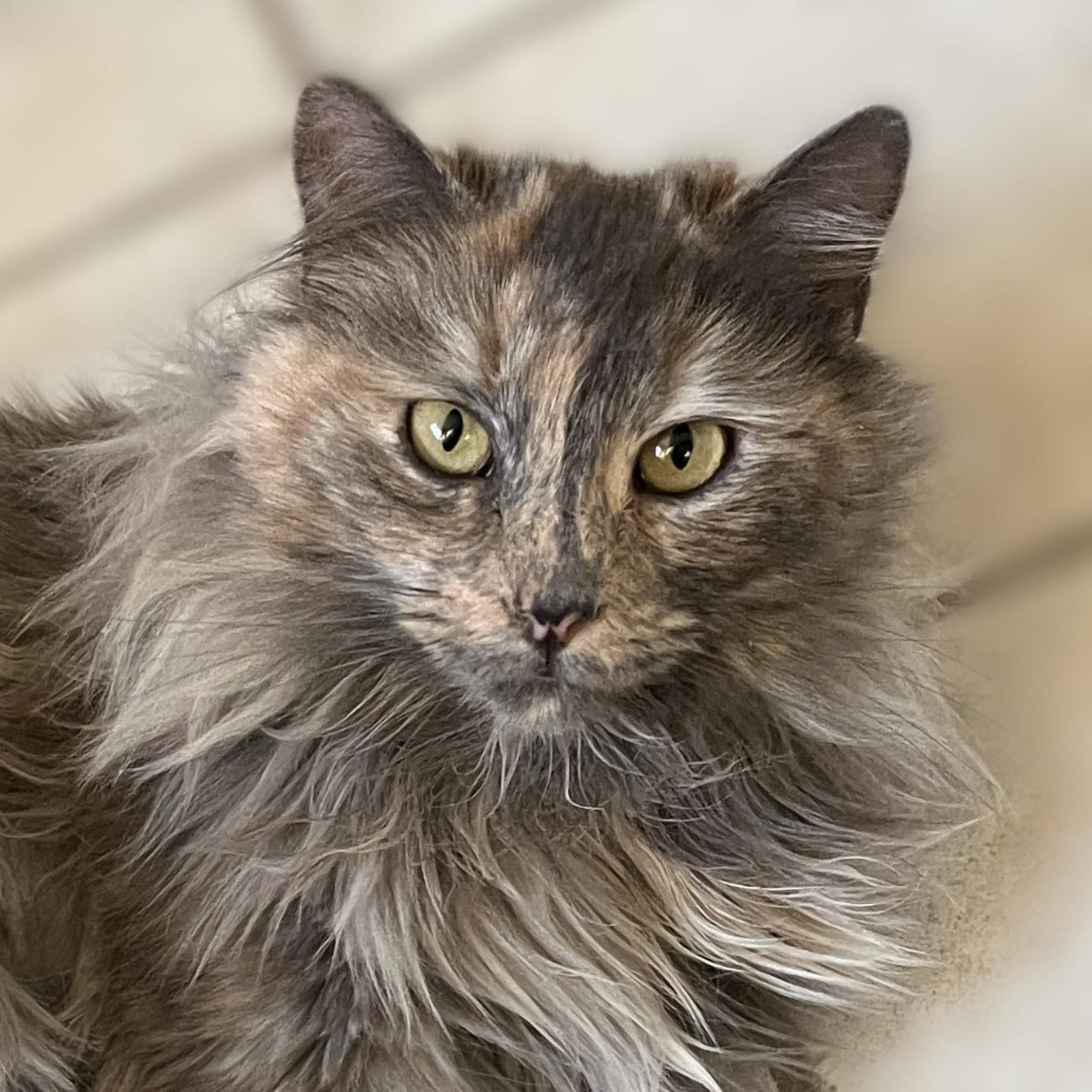Enlarge Madison, a Adoptable Dilute Tortoiseshell in Shingletown, CA image 2/6