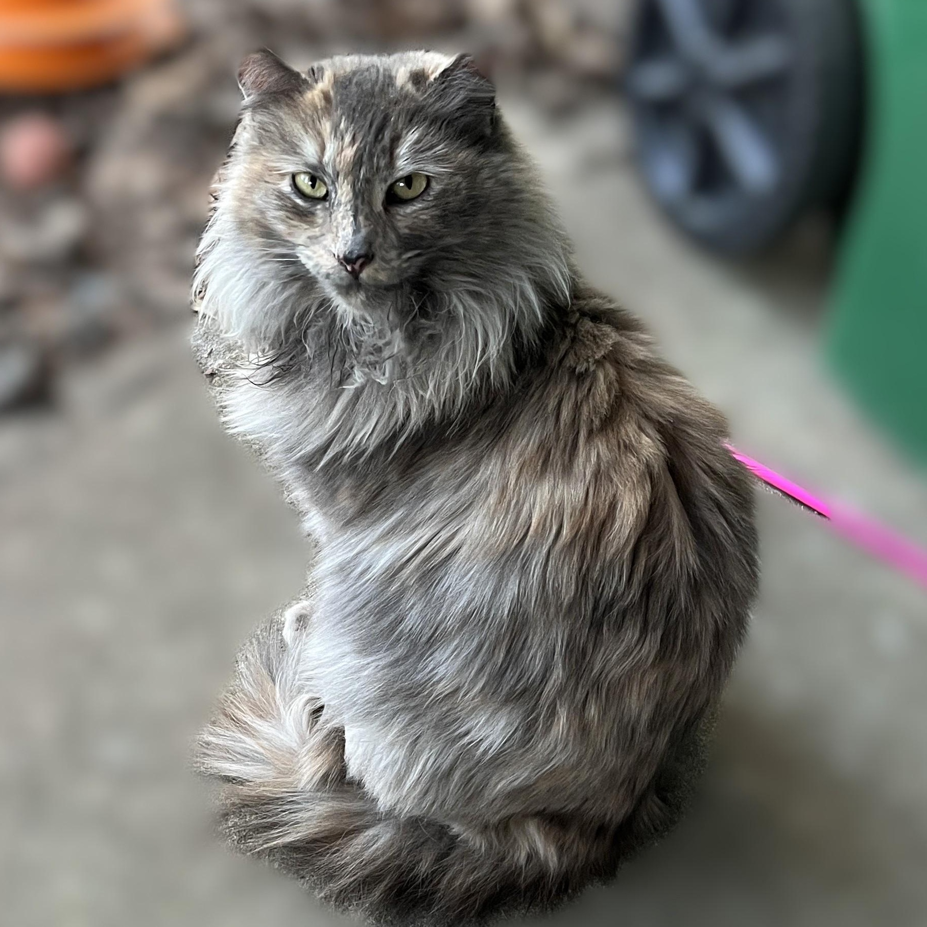 Enlarge Madison, a Adoptable Dilute Tortoiseshell in Shingletown, CA image 5/6