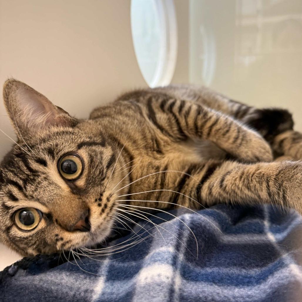 Enlarge Winx, a Adoptable Domestic Short Hair in Beaumont, TX image 2/2