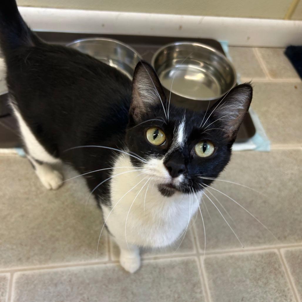 Obsidia, Adoptable, Adult Female Domestic Short Hair.