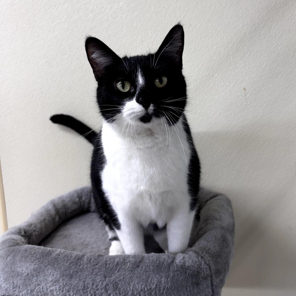 Enlarge Obsidia, a Adoptable Domestic Short Hair in Pontiac, IL image 2/6