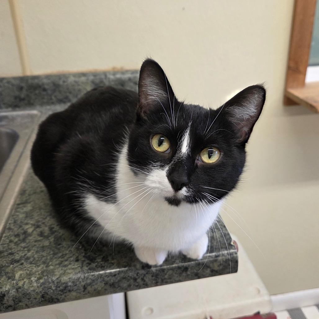 Enlarge Obsidia, a Adoptable Domestic Short Hair in Pontiac, IL image 3/6