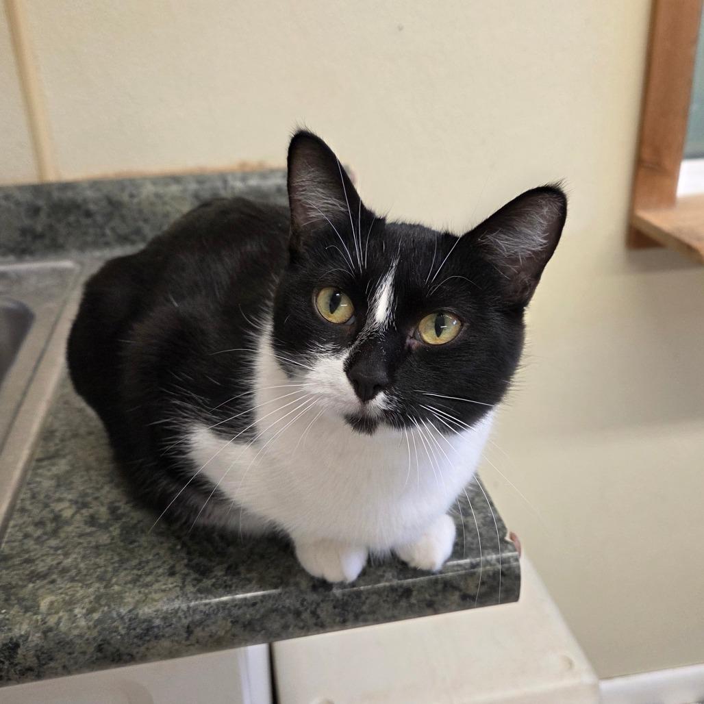 Enlarge Obsidia, a Adoptable Domestic Short Hair in Pontiac, IL image 3/6