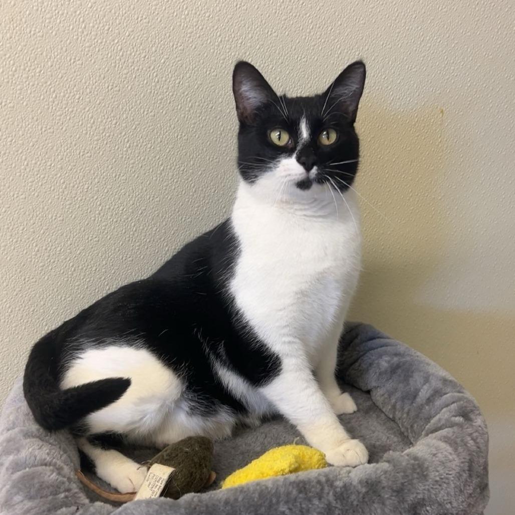 Enlarge Obsidia, a Adoptable Domestic Short Hair in Pontiac, IL image 4/6